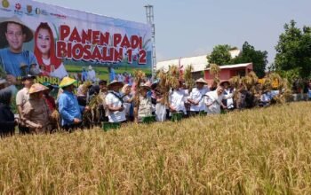 Inovasi Padi Biosalin: PGN dan BRIN Hasilkan 116,95 Ton Gabah di Semarang