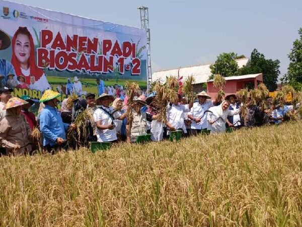 Inovasi Padi Biosalin: PGN dan BRIN Hasilkan 116,95 Ton Gabah di Semarang