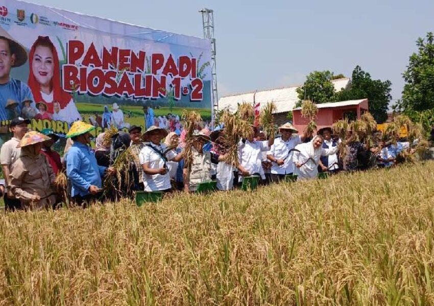 Inovasi Padi Biosalin: PGN dan BRIN Hasilkan 116,95 Ton Gabah di Semarang