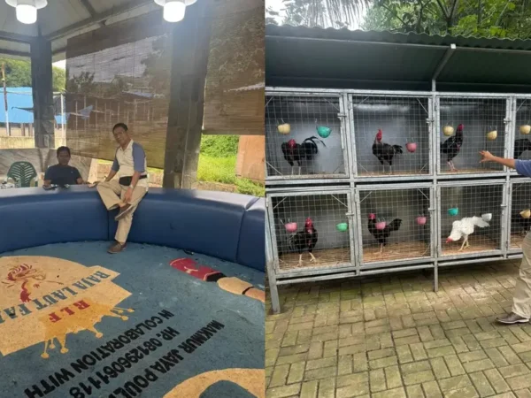 H. M Idris Bantah Tuduhan Judi Sabung Ayam, Tegaskan Raja Laut Farm Peternakan Legal