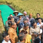 Jakarta dan Karawang Jalin Sinergi Pangan, Gubernur Pramono Turun Langsung Panen Padi