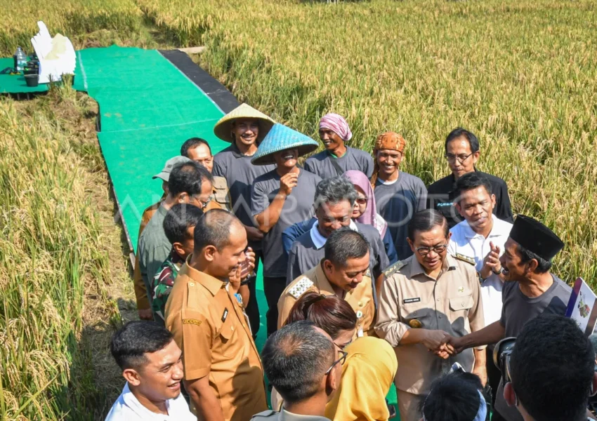 Jakarta dan Karawang Jalin Sinergi Pangan, Gubernur Pramono Turun Langsung Panen Padi