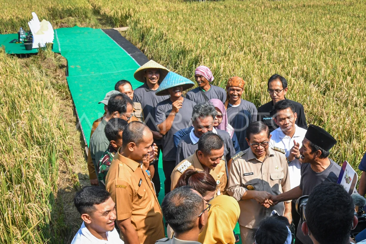 Jakarta dan Karawang Jalin Sinergi Pangan, Gubernur Pramono Turun Langsung Panen Padi