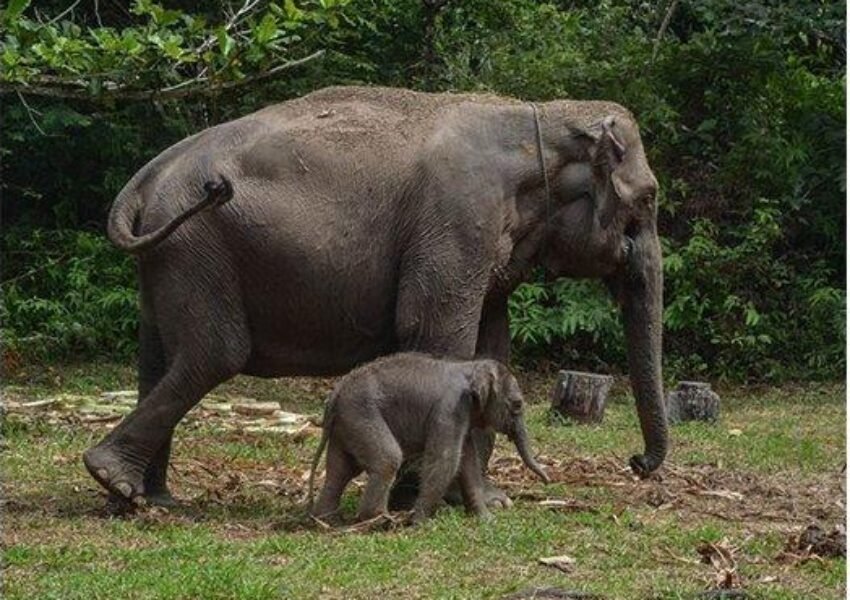 SHM di Tengah Hutan Konservasi: Skandal Korupsi Ancam Kelestarian Tesso Nilo