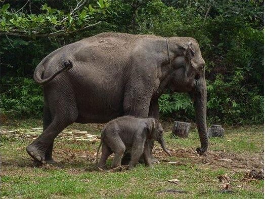 SHM di Tengah Hutan Konservasi: Skandal Korupsi Ancam Kelestarian Tesso Nilo