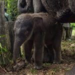 Gajah Domang: Bintang YouTube di Tengah Keterpurukan Tesso Nilo