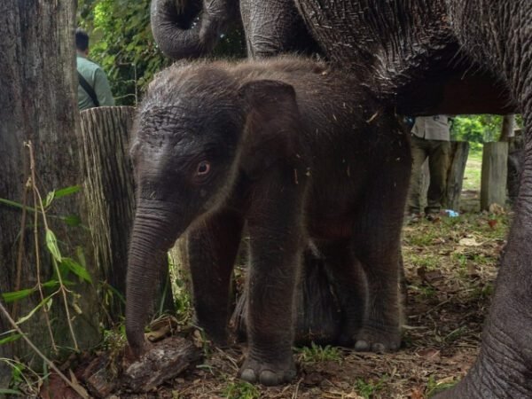 Gajah Domang: Bintang YouTube di Tengah Keterpurukan Tesso Nilo