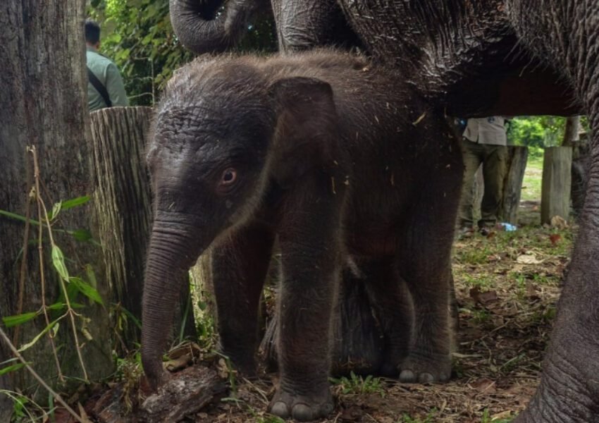 Gajah Domang: Bintang YouTube di Tengah Keterpurukan Tesso Nilo