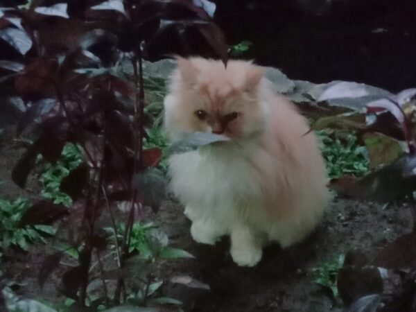 Si Oren Penguasa Komplek: Kenakalan Kucing Oren yang Bikin Gemas