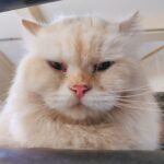 Mengapa Kucing Disukai Banyak Orang? Ini 5 Fakta Menarik yang Jarang Diketahui