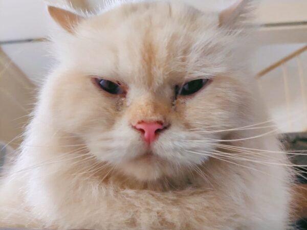 Mengapa Kucing Disukai Banyak Orang? Ini 5 Fakta Menarik yang Jarang Diketahui