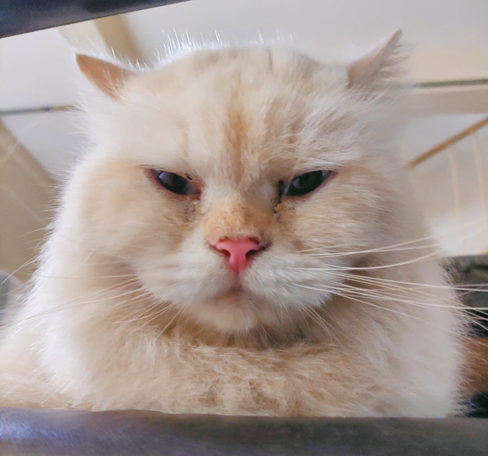 Mengapa Kucing Disukai Banyak Orang? Ini 5 Fakta Menarik yang Jarang Diketahui