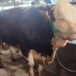 Sapi Simental 935 Kg dari Presiden Prabowo untuk Warga Blora