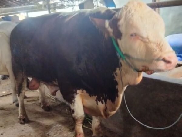 Sapi Simental 935 Kg dari Presiden Prabowo untuk Warga Blora