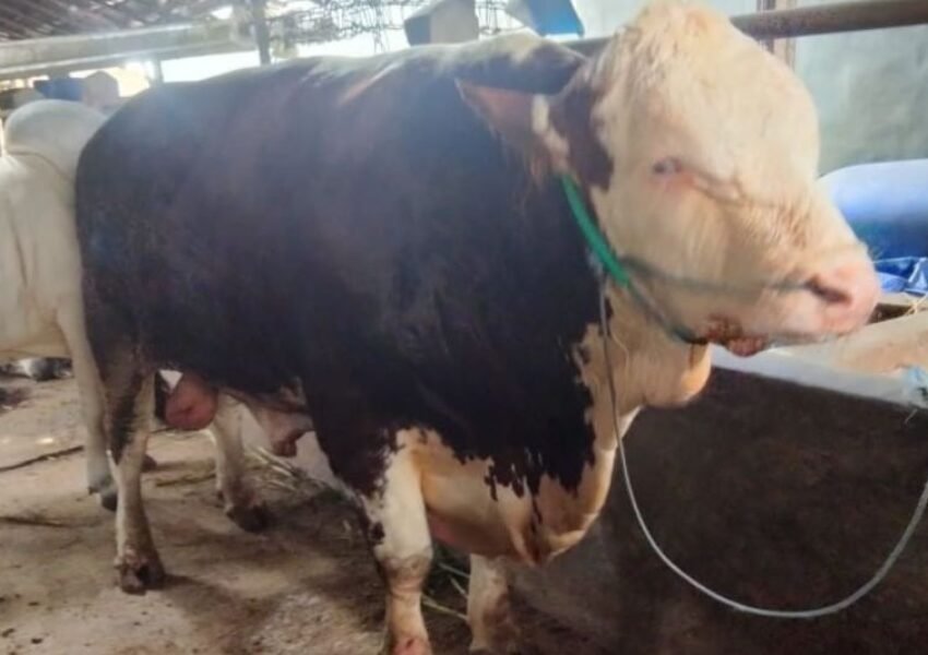 Sapi Simental 935 Kg dari Presiden Prabowo untuk Warga Blora