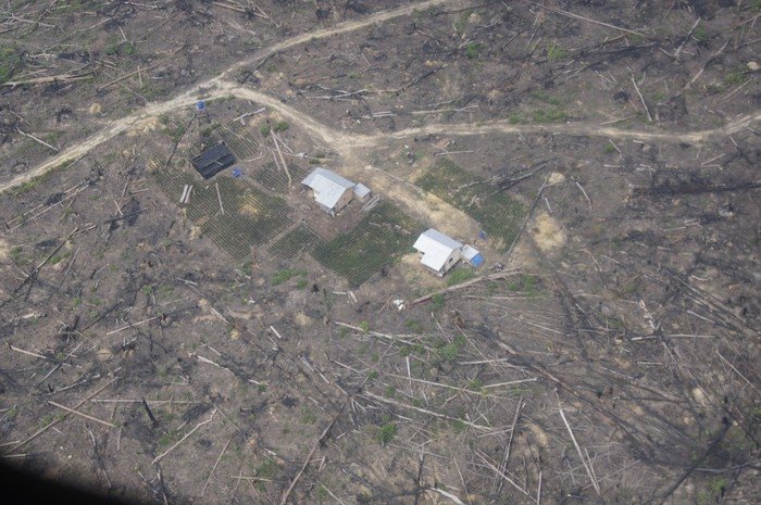 Taman Nasional Tesso Nilo Menyusut Drastis Akibat Perkebunan Sawit Ilegal