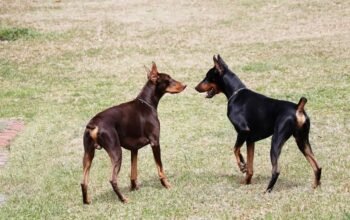 Doberman penjaga setiaSi Gagah yang Nggak Cuma Jago Jaga, tapi Juga Manja!