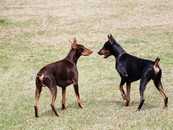 Doberman: Si Gagah yang Nggak Cuma Jago Jaga, tapi Juga Manja!