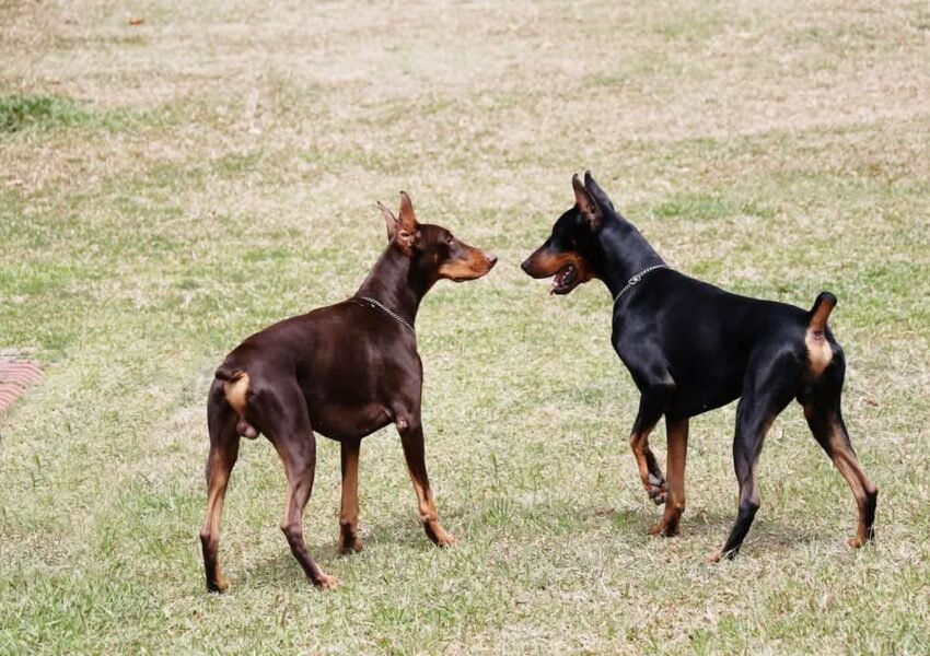 Doberman: Si Gagah yang Nggak Cuma Jago Jaga, tapi Juga Manja!