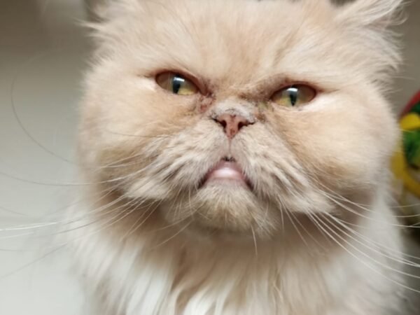 Mengapa Kucing Mengeong Terus Menerus? Ini 7 Penyebabnya