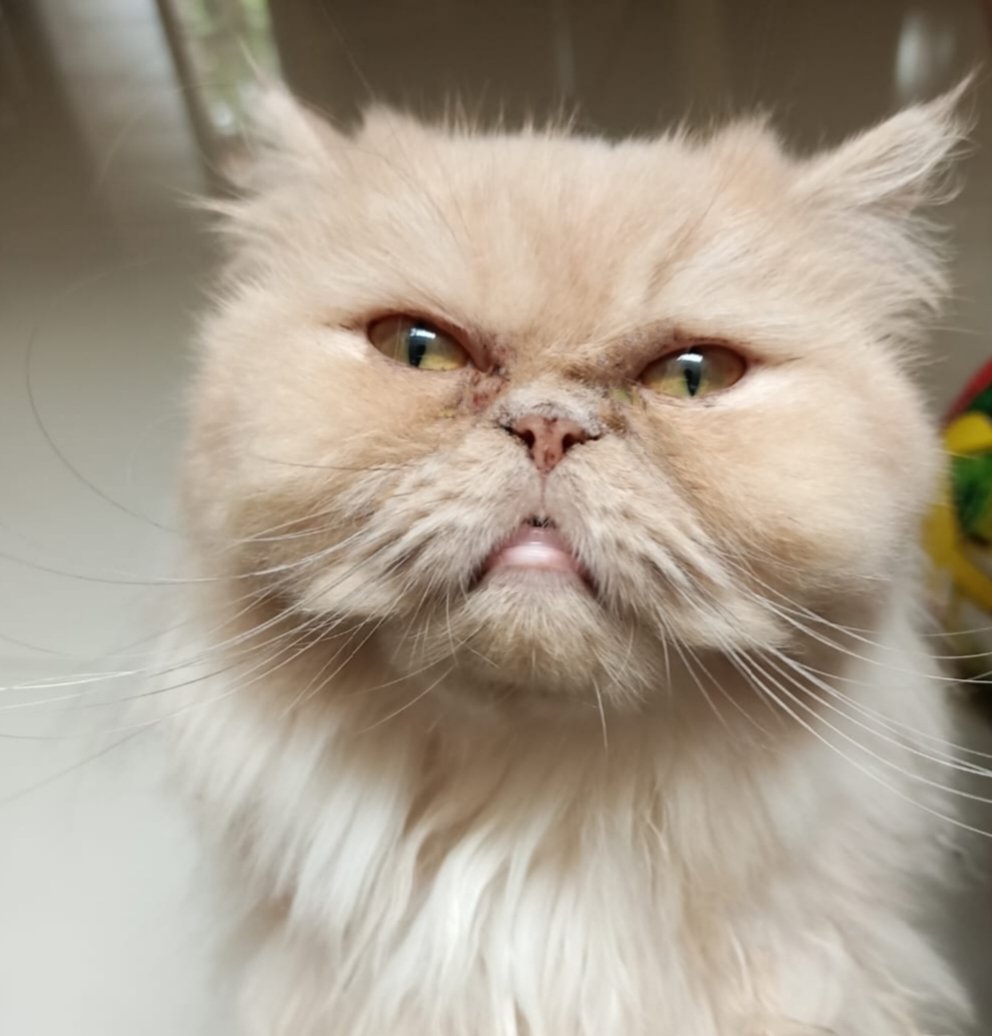 Mengapa Kucing Mengeong Terus Menerus? Ini 7 Penyebabnya