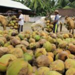 Investor China Bangun Pabrik Hilirisasi Kelapa di Indonesia, Nilai Investasi USD 100 Juta