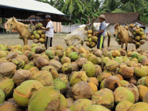 Investor China Bangun Pabrik Hilirisasi Kelapa di Indonesia, Nilai Investasi USD 100 Juta