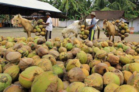 Investor China Bangun Pabrik Hilirisasi Kelapa di Indonesia, Nilai Investasi USD 100 Juta