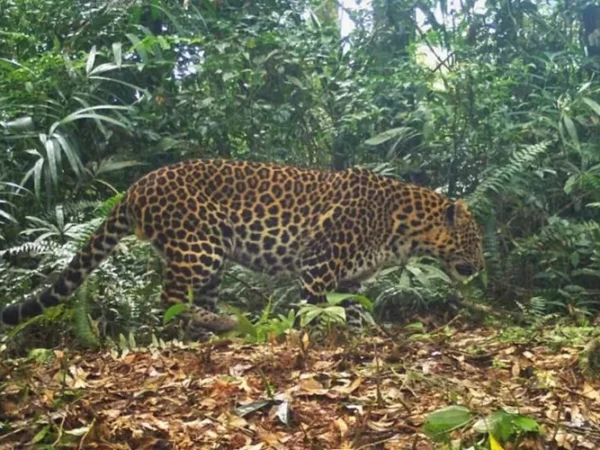 Macan Tutul Lepas dari Lembang Zoo, Petugas Kerahkan Tim Gabungan untuk Pencarian