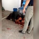 Diduga Curi Sukun, Warga Pekanbaru Dianiaya Oknum TNI AL hingga Tewas