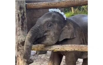 Anak Gajah Tari di Tesso Nilo Mati karena Virus Mematikan EEHV