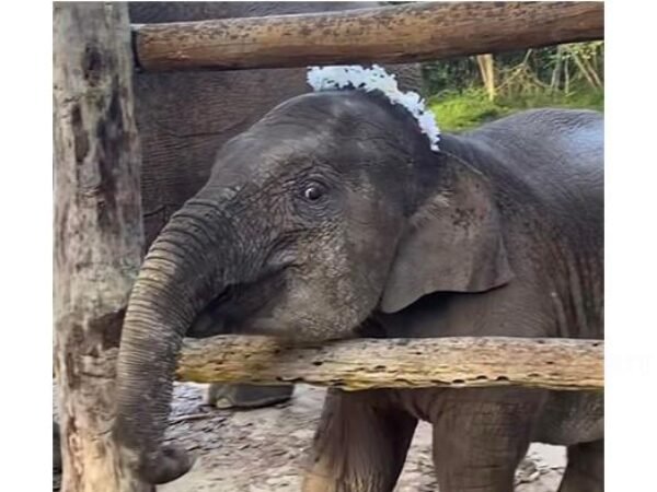 Anak Gajah Tari di Tesso Nilo Mati karena Virus Mematikan EEHV
