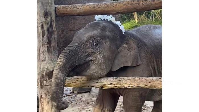 Anak Gajah Tari di Tesso Nilo Mati karena Virus Mematikan EEHV