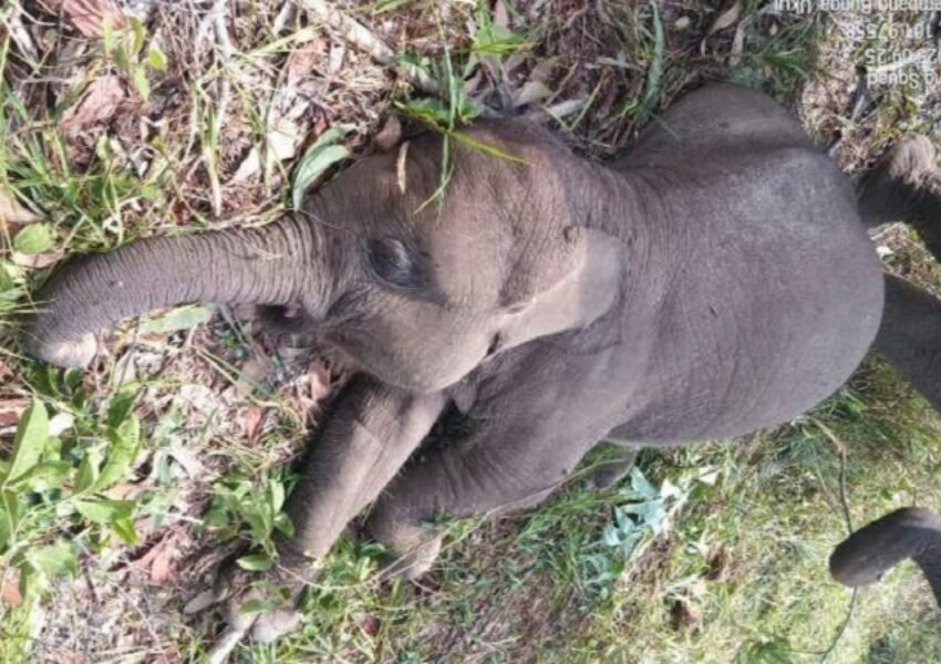 Tari, Anak Gajah di TNTN Riau Mati Mendadak