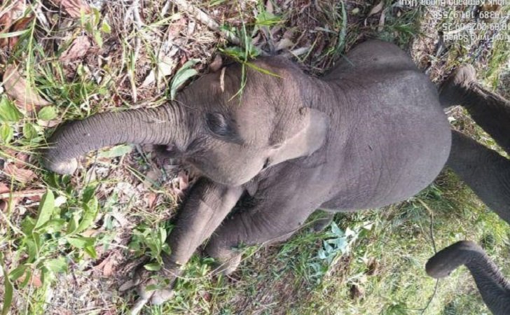 Tari, Anak Gajah di TNTN Riau Mati Mendadak