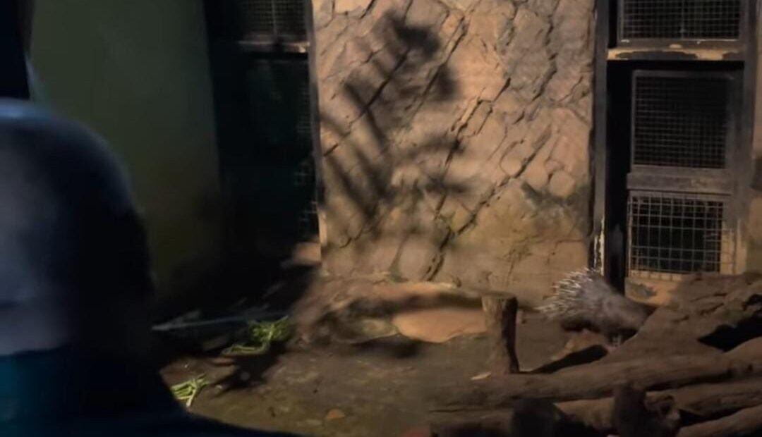 Night at Ragunan Zoo: Wisata Malam Seru Menyusuri Kebun Binatang dan Satwa Nocturnal