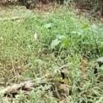 Viral Kali Cipinang Depok Jadi Daratan, Warga Minta Dedi Mulyadi Turun Tangan