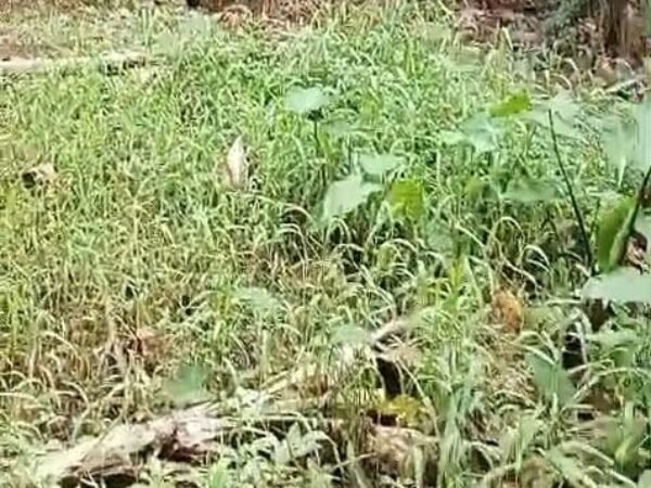 Viral Kali Cipinang Depok Jadi Daratan, Warga Minta Dedi Mulyadi Turun Tangan