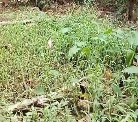 Viral Kali Cipinang Depok Jadi Daratan, Warga Minta Dedi Mulyadi Turun Tangan