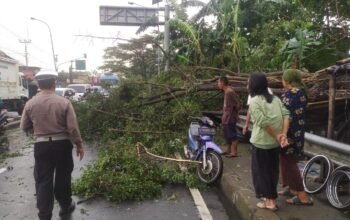 Hujan dan Angin Kencang Terjang Depok, Pohon Tumbang Timpa Mobil dan Motor
