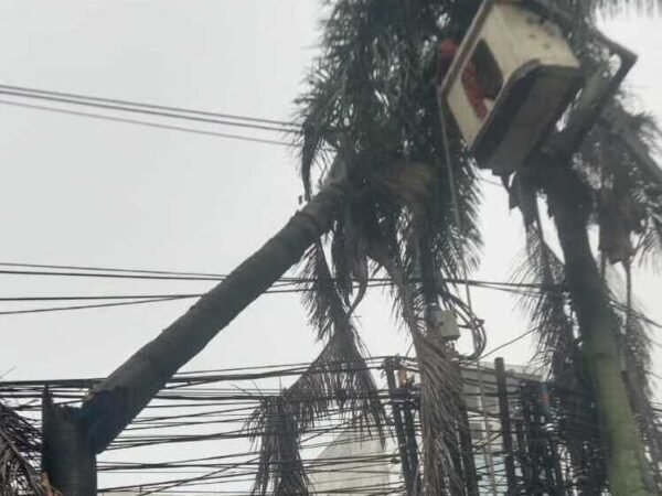 Cuaca Ekstrem Senin Malam di Depok, Sejumlah Pohon Tumbang di Cinere