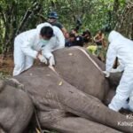 Dona, Gajah Betina di TN Way Kambas Mati Setelah Alami Penurunan Kesehatan