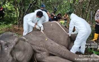 Dona, Gajah Betina di TN Way Kambas Mati Setelah Alami Penurunan Kesehatan