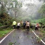 Pohon Besar Tumbang Tutup Jalur Gunung Lawu, BPBD Magetan Bergerak Cepat Bersihkan Rute