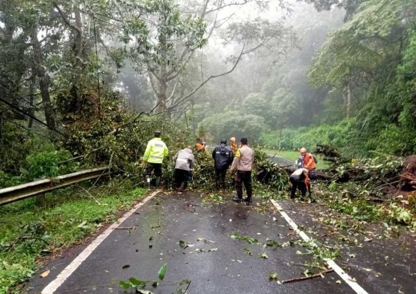 Pohon Besar Tumbang Tutup Jalur Gunung Lawu, BPBD Magetan Bergerak Cepat Bersihkan Rute