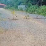 Warga Wawonii Tanam Ratusan Bibit di Lahan Bekas Tambang GKP, DPRD: Perusahaan Wajib Reklamasi