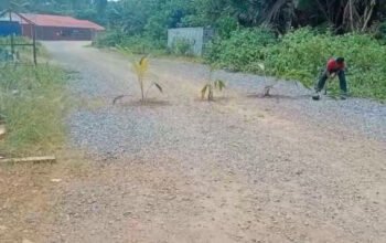 Warga Wawonii Tanam Ratusan Bibit di Lahan Bekas Tambang GKP, DPRD: Perusahaan Wajib Reklamasi