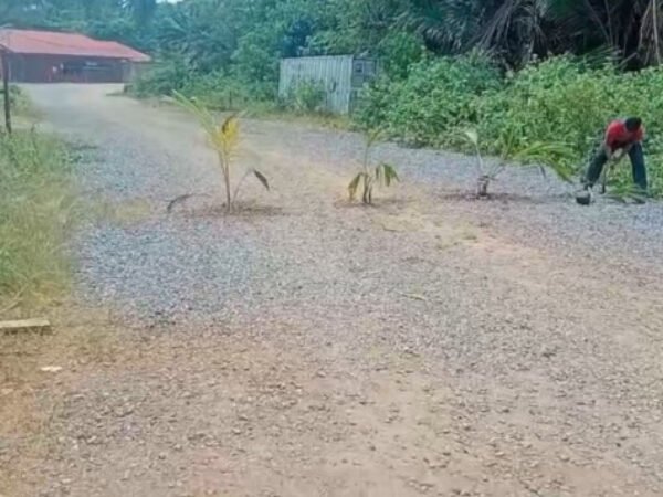 Warga Wawonii Tanam Ratusan Bibit di Lahan Bekas Tambang GKP, DPRD: Perusahaan Wajib Reklamasi